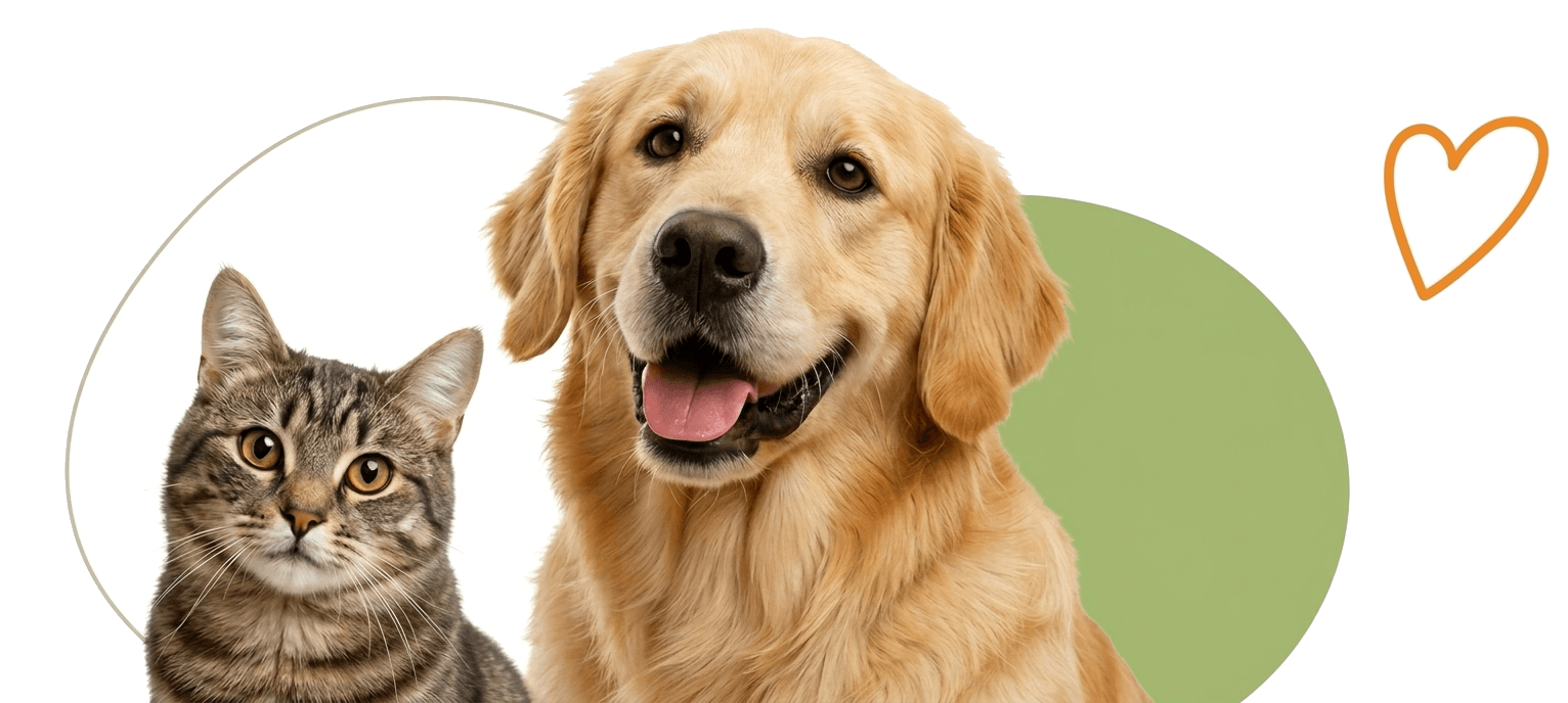 Cachorro e gato