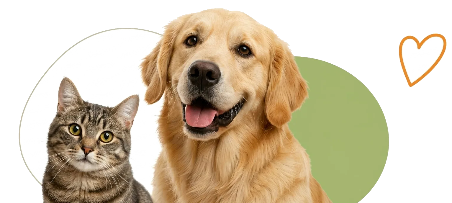 Cachorro e gato